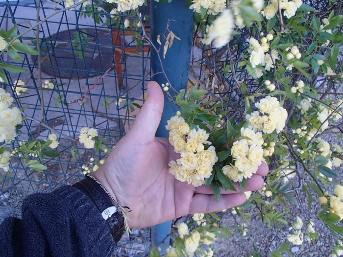 Роза леди бэнкс еллоу