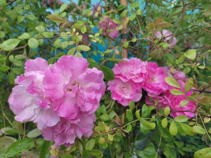 Роза бенкса