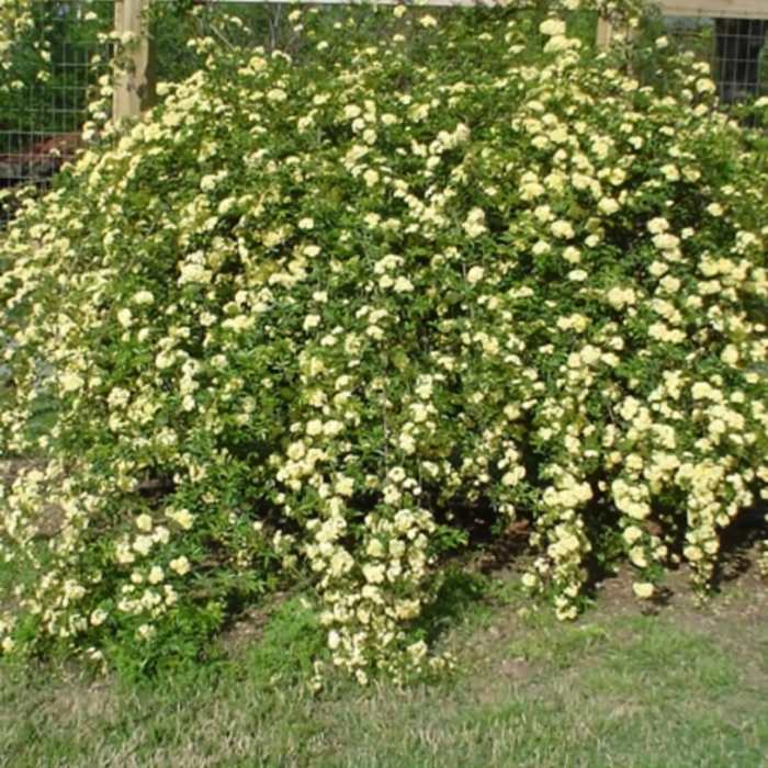 Роза бэнкса лютеа