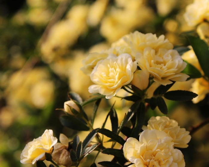 Плетистая роза