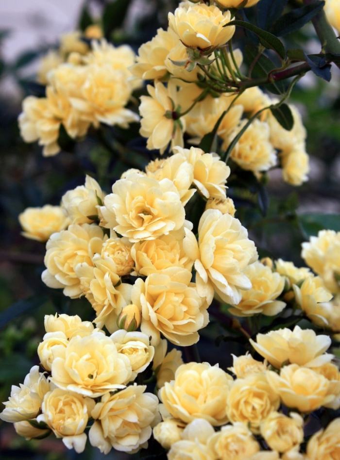 Роза плетистая