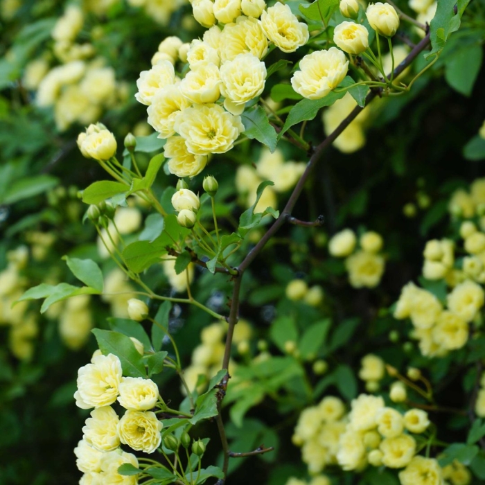 Роза леди бэнкс