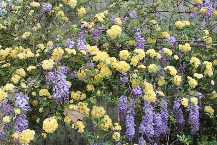 Роза плетистая леди бэнкс еллоу