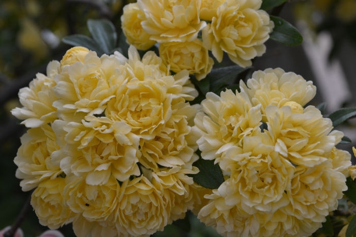 Роза бэнкса желтая