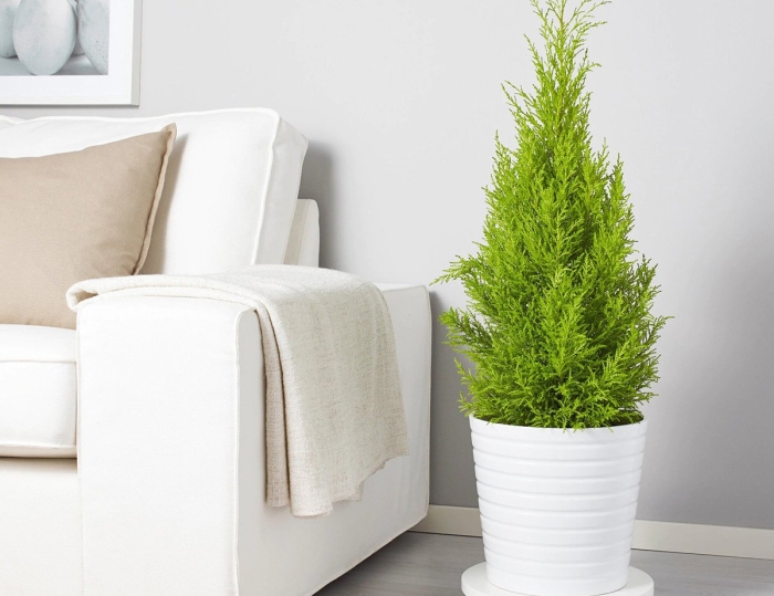 Комнатное растения