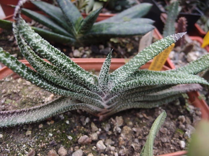 Гастерия бородавчатая gasteria verrucosa