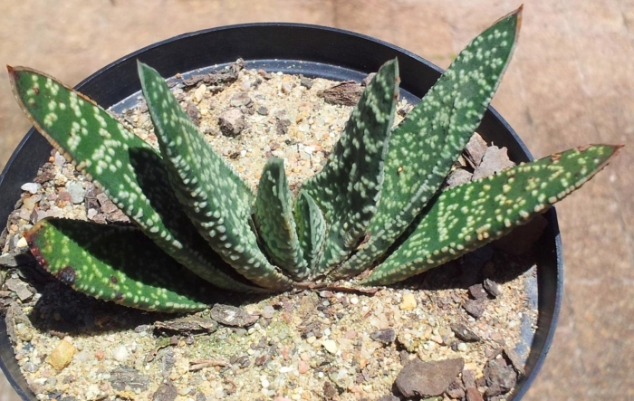 Гастерия бородавчатая gasteria verrucosa