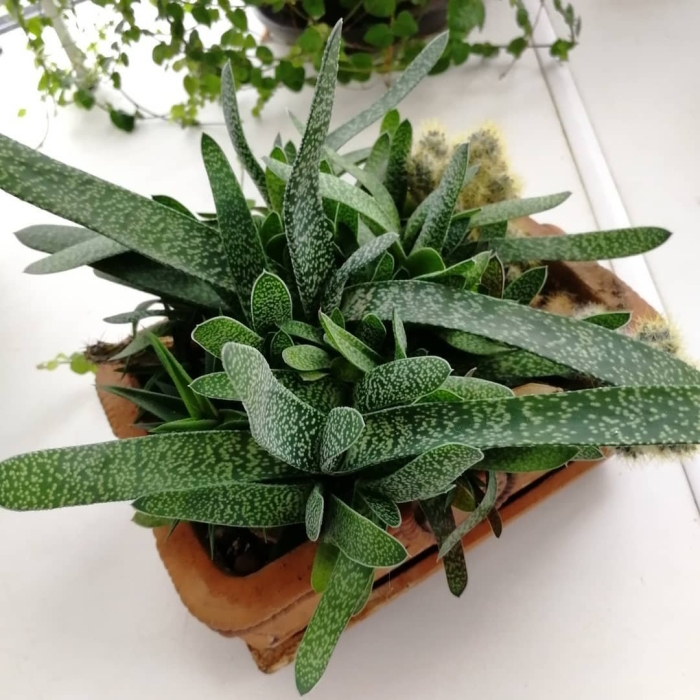 Гастерия бородавчатая