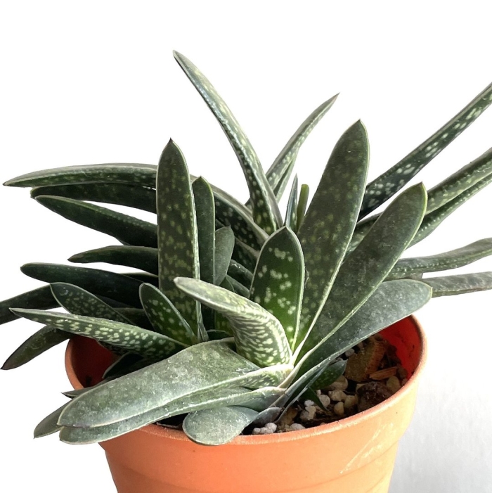 Суккулент гастерия