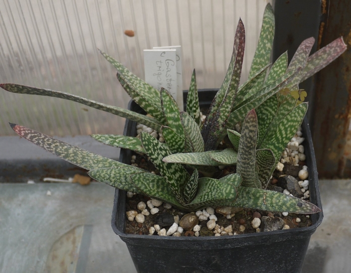 Гастерия уход в домашних условиях