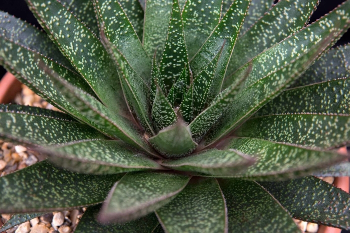 Суккулент gasteraloe royal highness