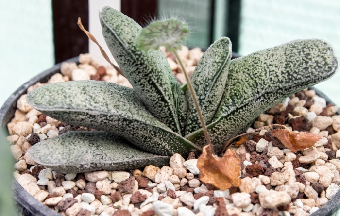 Гастерия байлисиана