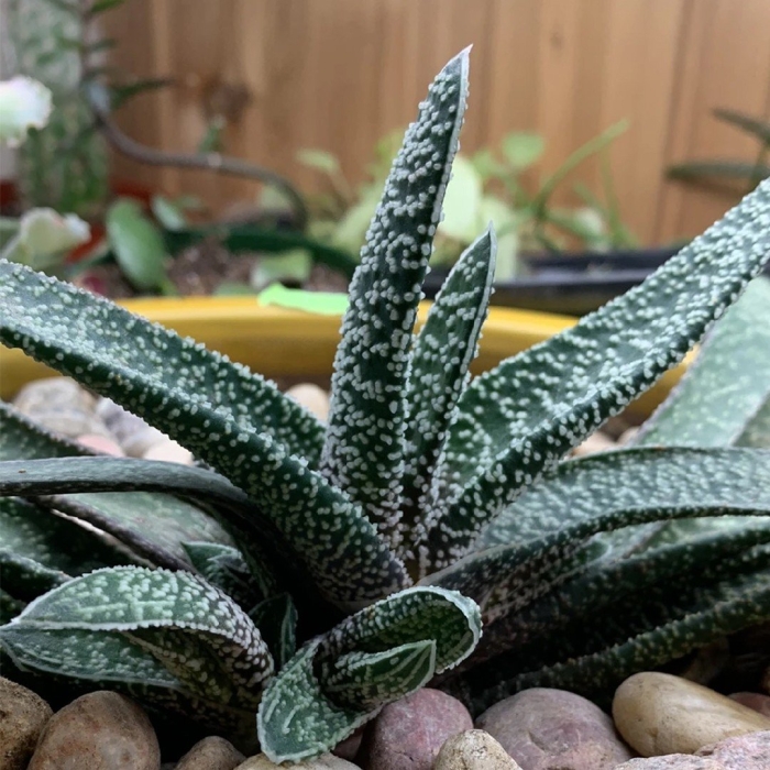 Гастерия бородавчатая gasteria verrucosa