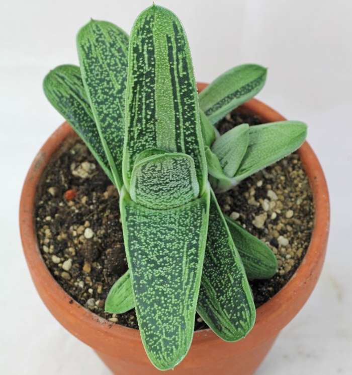 Гастерия батесиана литтл варти