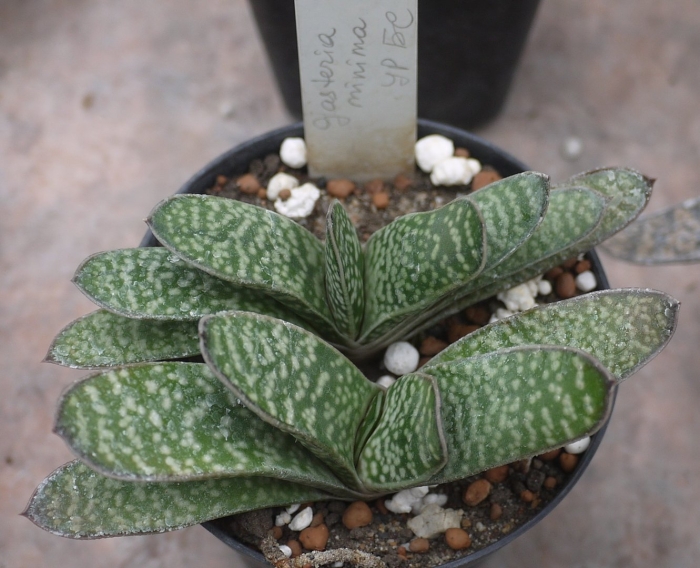 Gasteria carinata var verrucosa