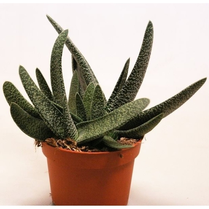 Гастерия веррукоза