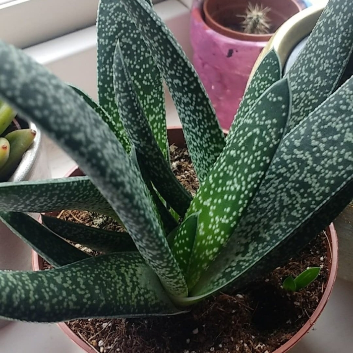 Гастерия веррукоза