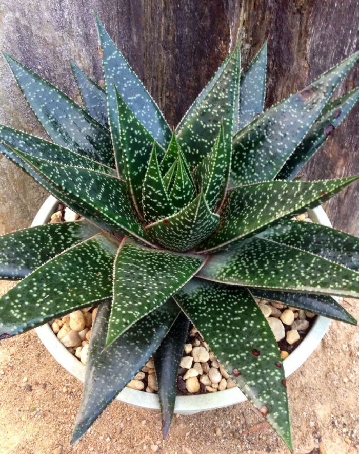 Gasteraloe beguinii