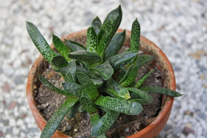 Гастерия дистиха