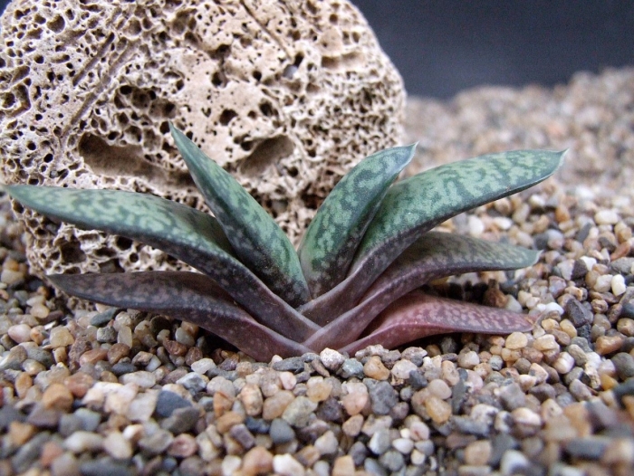 Gasteria acinacifolia