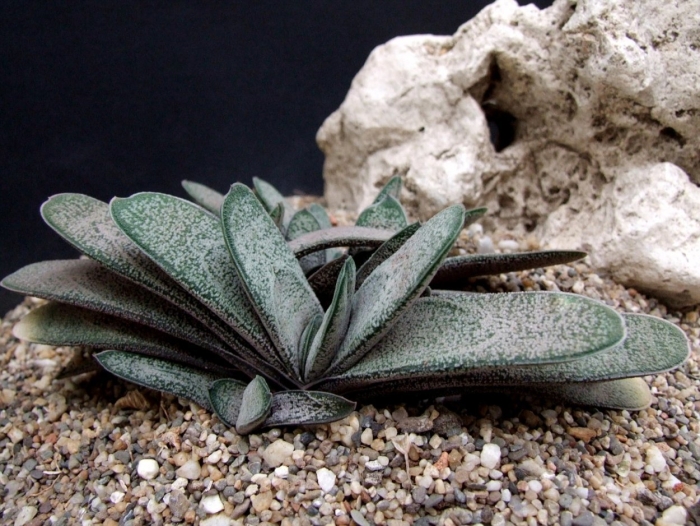 Гастерия baylissiana