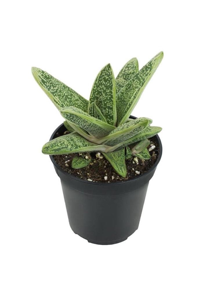 Гастерия алоэ гибрид