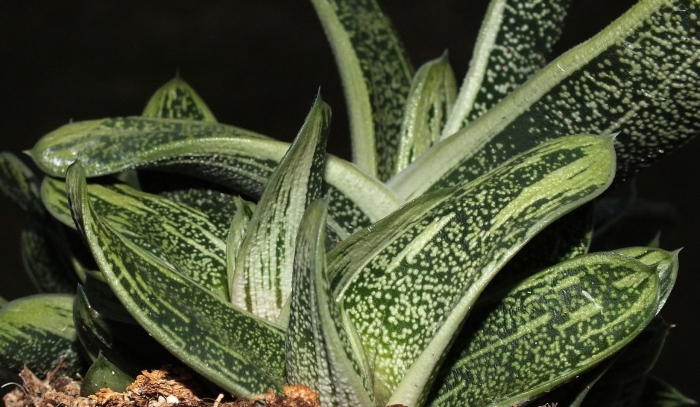 Гастерия макулата