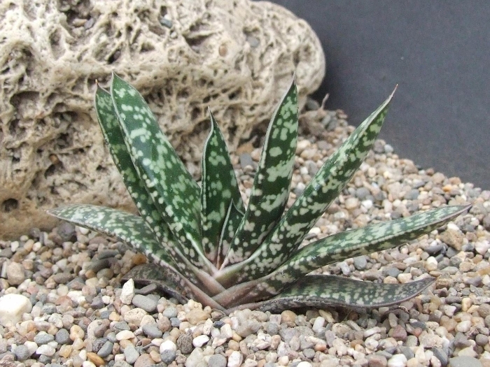 Алоэ гастерия хавортия