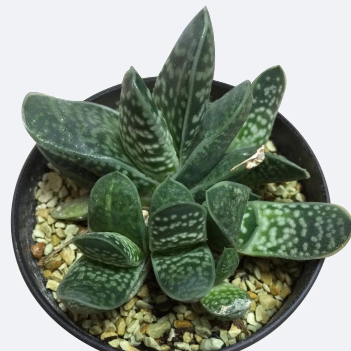 Gasteria pillansii