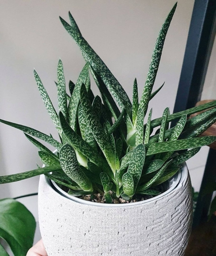 Gasteria verrucosa