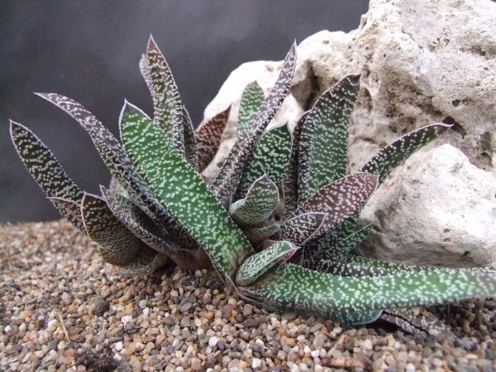 Гастерия веррукоза