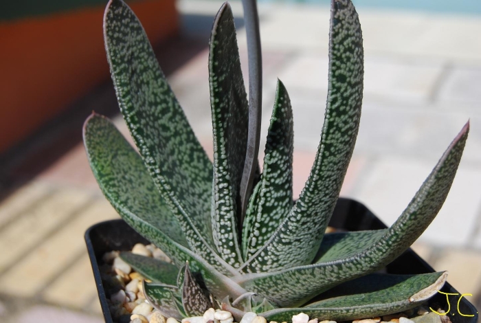 Гастерия liliputana