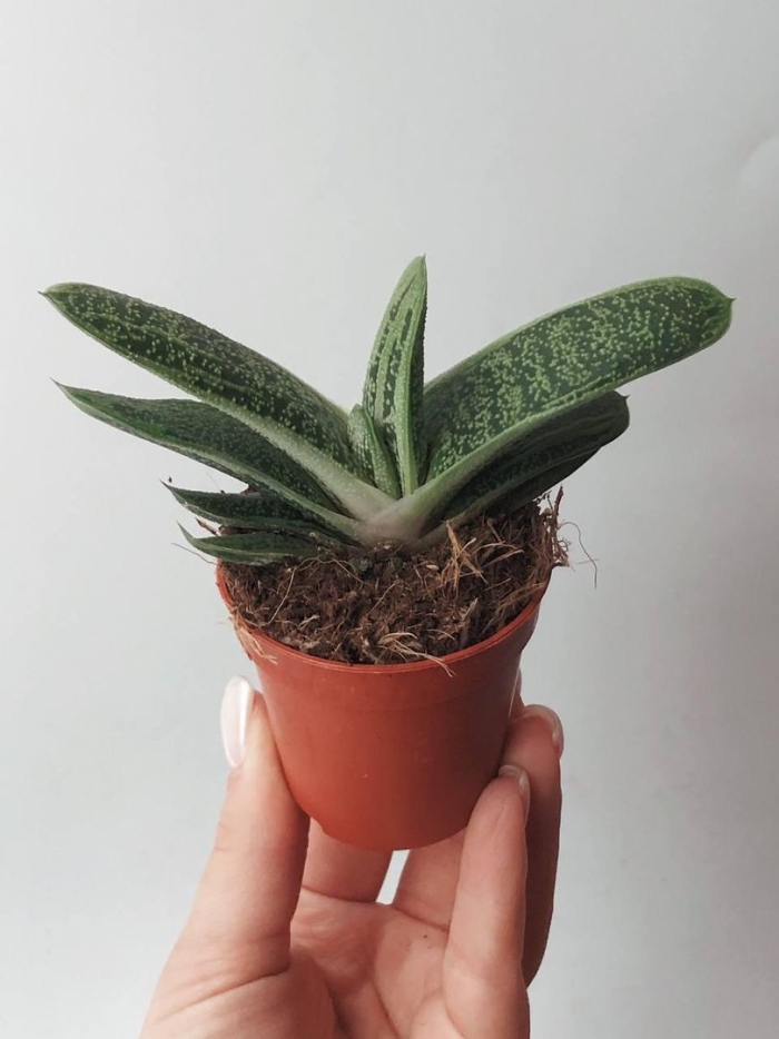 Гастерия литтл варти