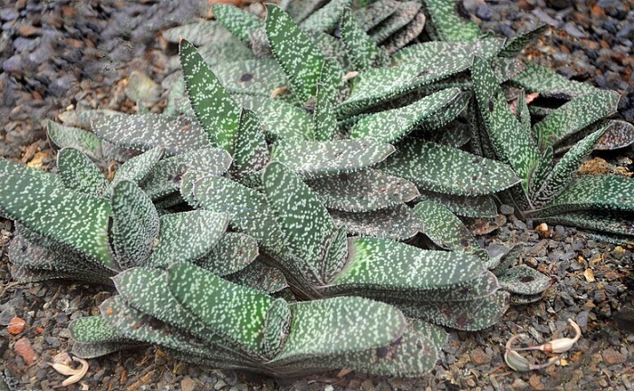 Gasteria ellaphieae
