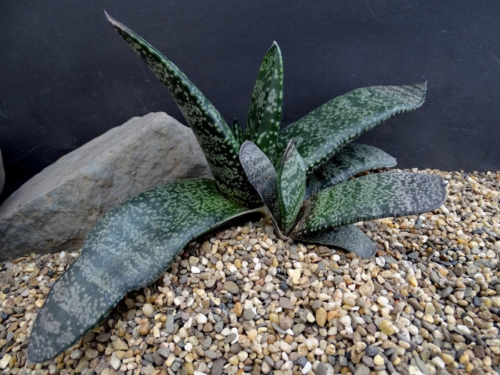 Алоэ гастерия