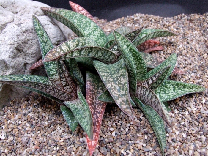 Gasteria ellaphieae