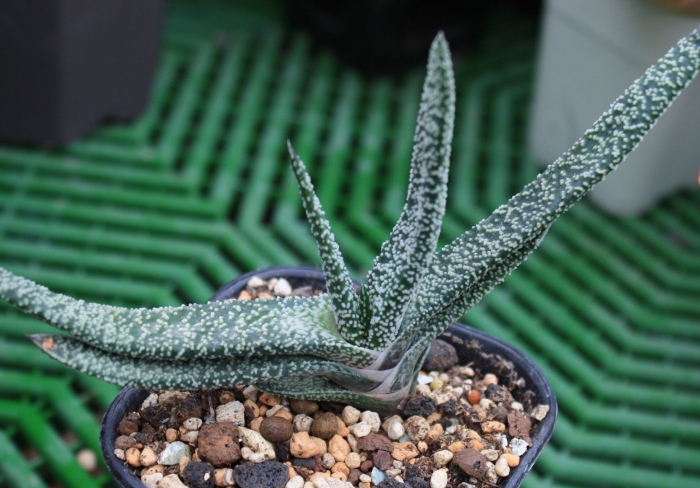 Суккулент гастерия батесиана