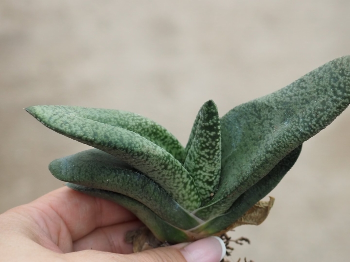 Хавортия гастерия