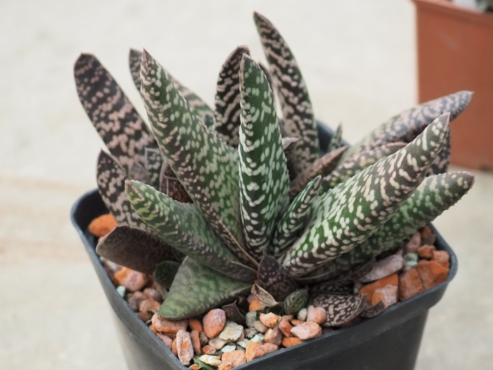 Gasteria armstrongii