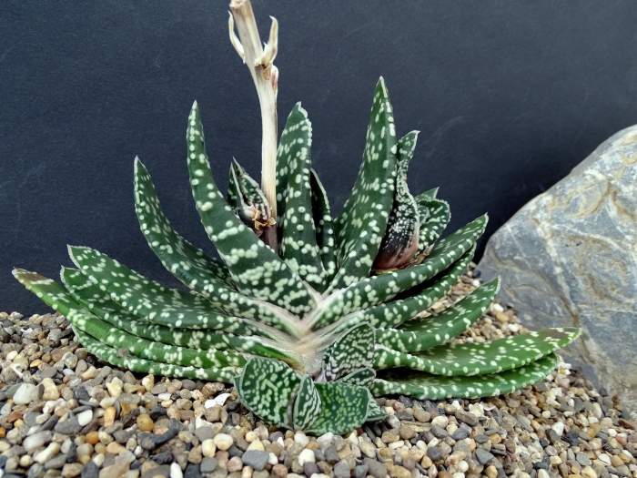 Гастерия дуэ