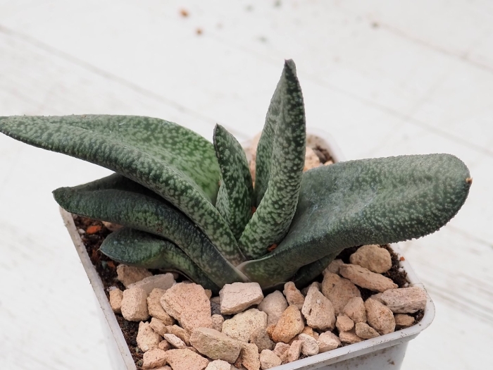 Gasteria batesiana
