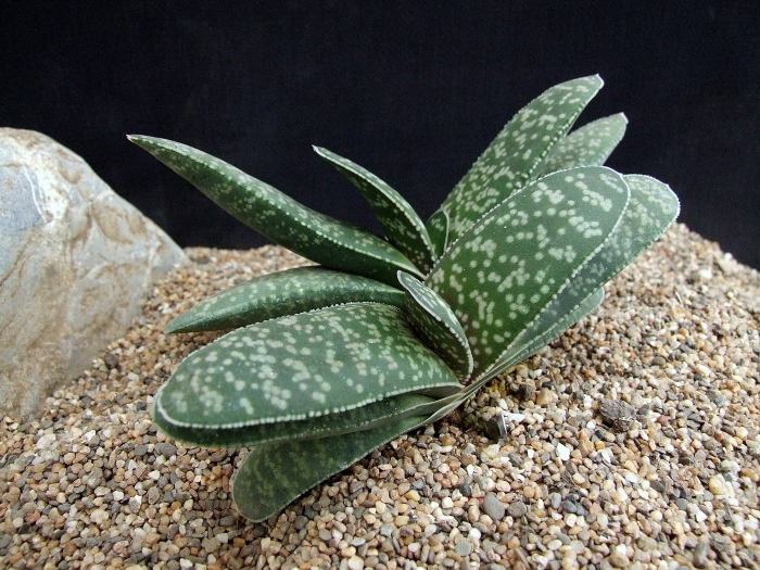 Gasteria glomerata