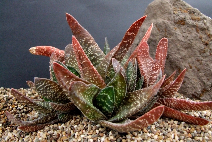 Гастерия бородавчатая gasteria verrucosa
