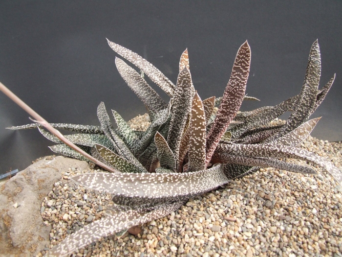 Гастерия бородавчатая verrucosa