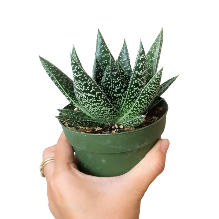 Gasteraloe 'aveo'