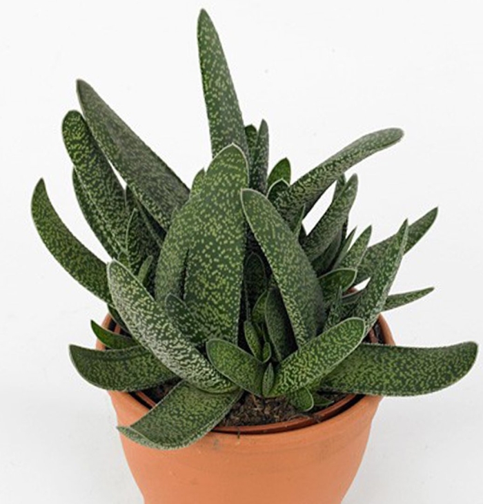 Гастерия цветок