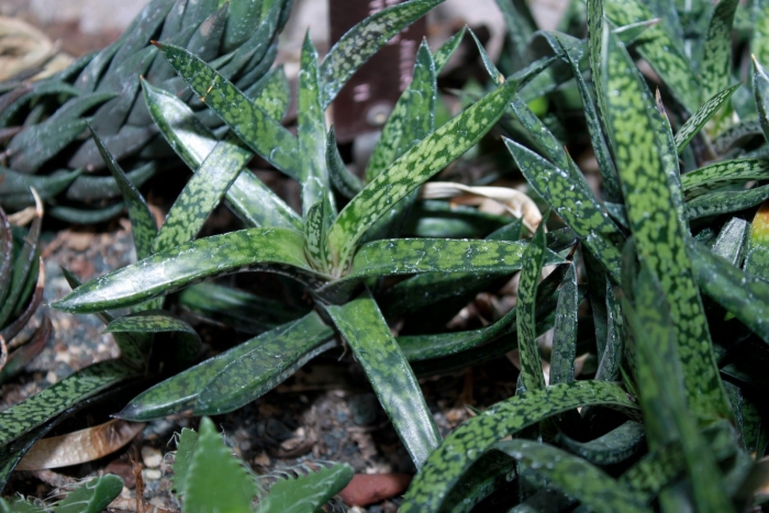 Гастерия gasteria maculata