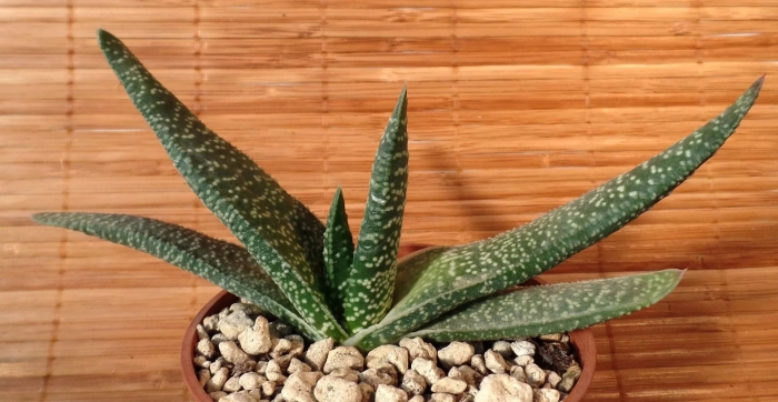 Gasteria brachyphylla