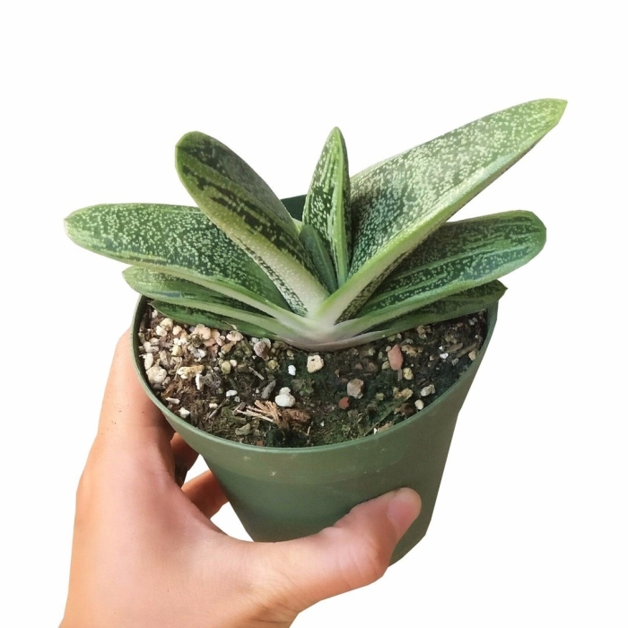 Гастерия литл варти