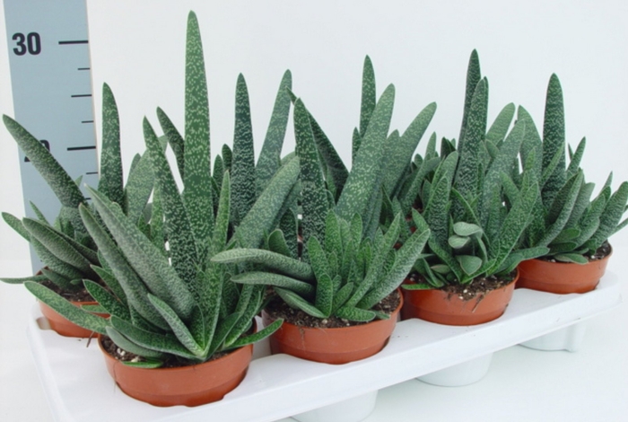 Гастерия бородавчатая цветение